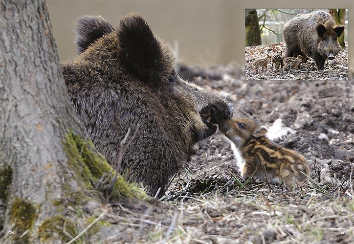schwarzwild natur bildband