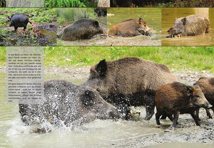 schwarzwild buch natur
