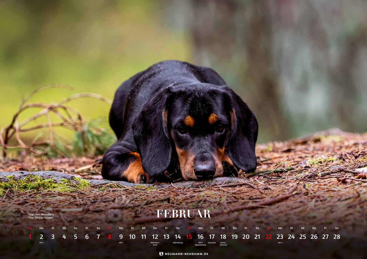 Themenkalender Schwarzwildbracken 2026