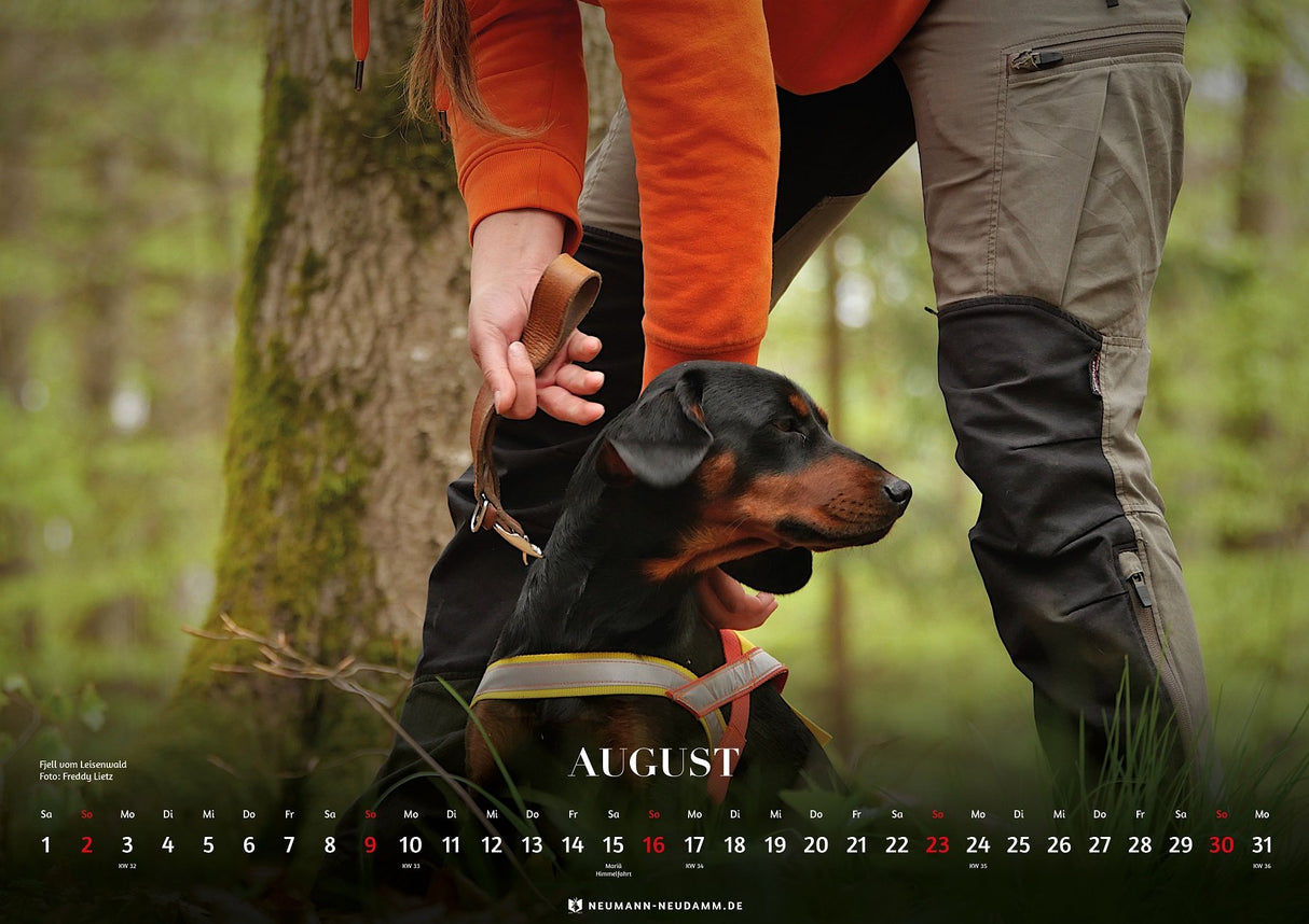 Schwarzwildbracken Themenkalender 2026