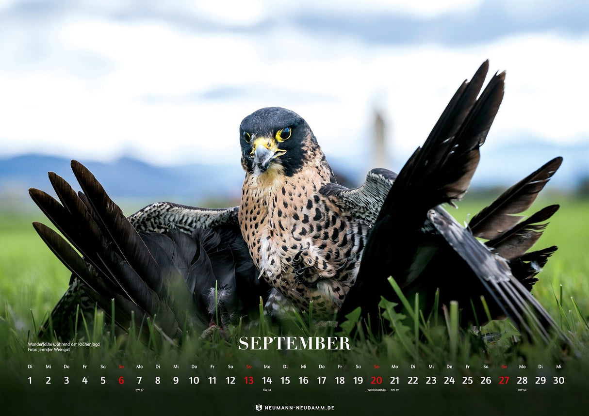 2026 greifvoegel kalender