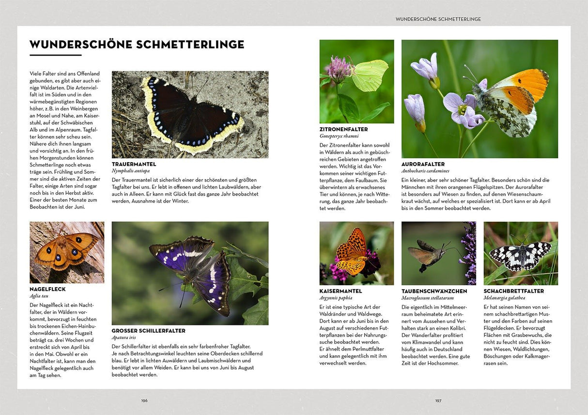 Schmetterlinge beobachten