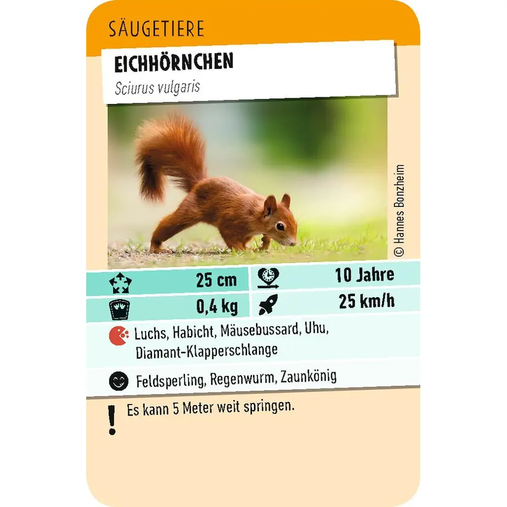 Tiere Toppen - Eichhörnchen