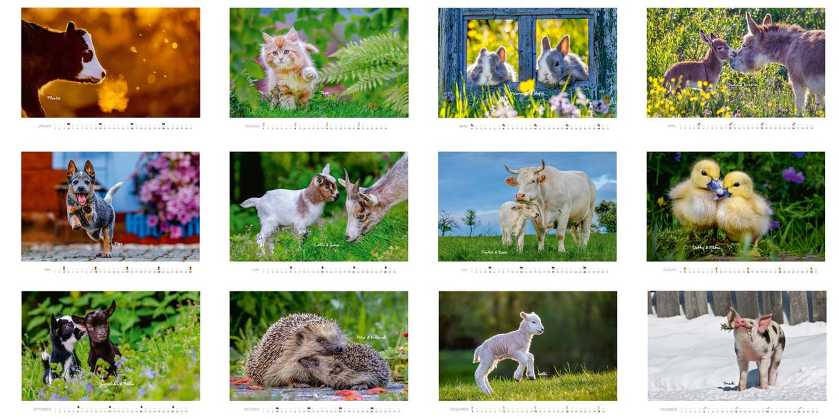 tierkalender tierkinder kalender 2026