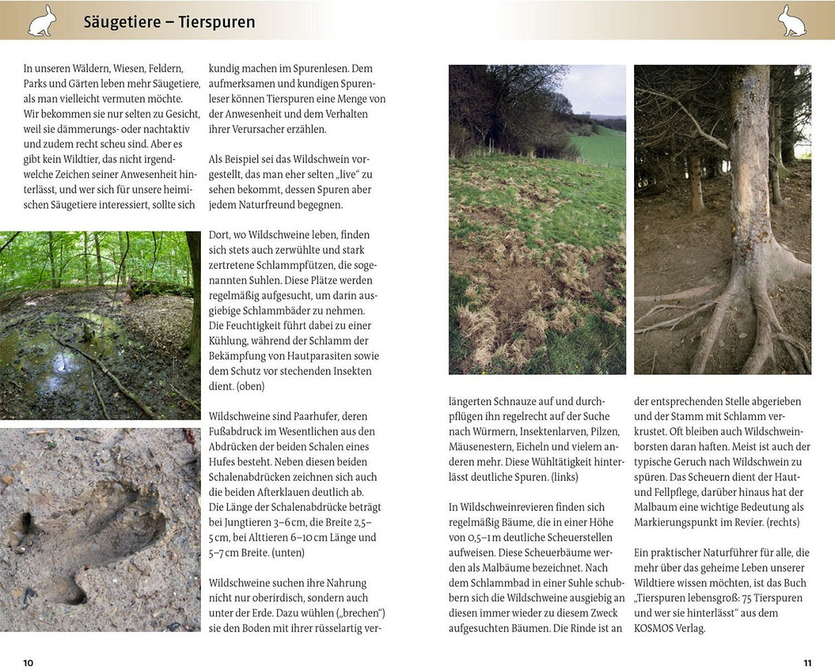 Tierspuren von Saeugetieren bestimmen