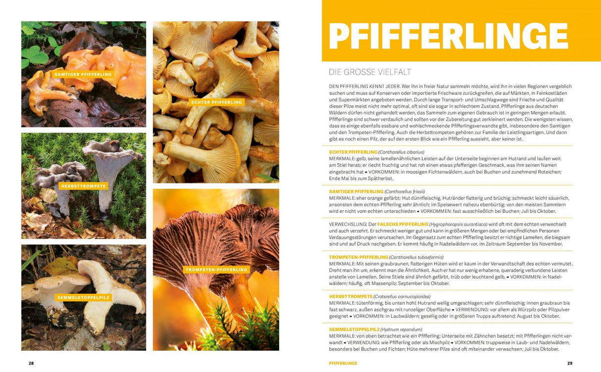 Pilze sammeln und zubereiten Buch