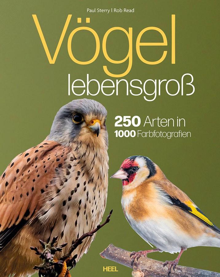 Buch Voegel Lebensgross Cover