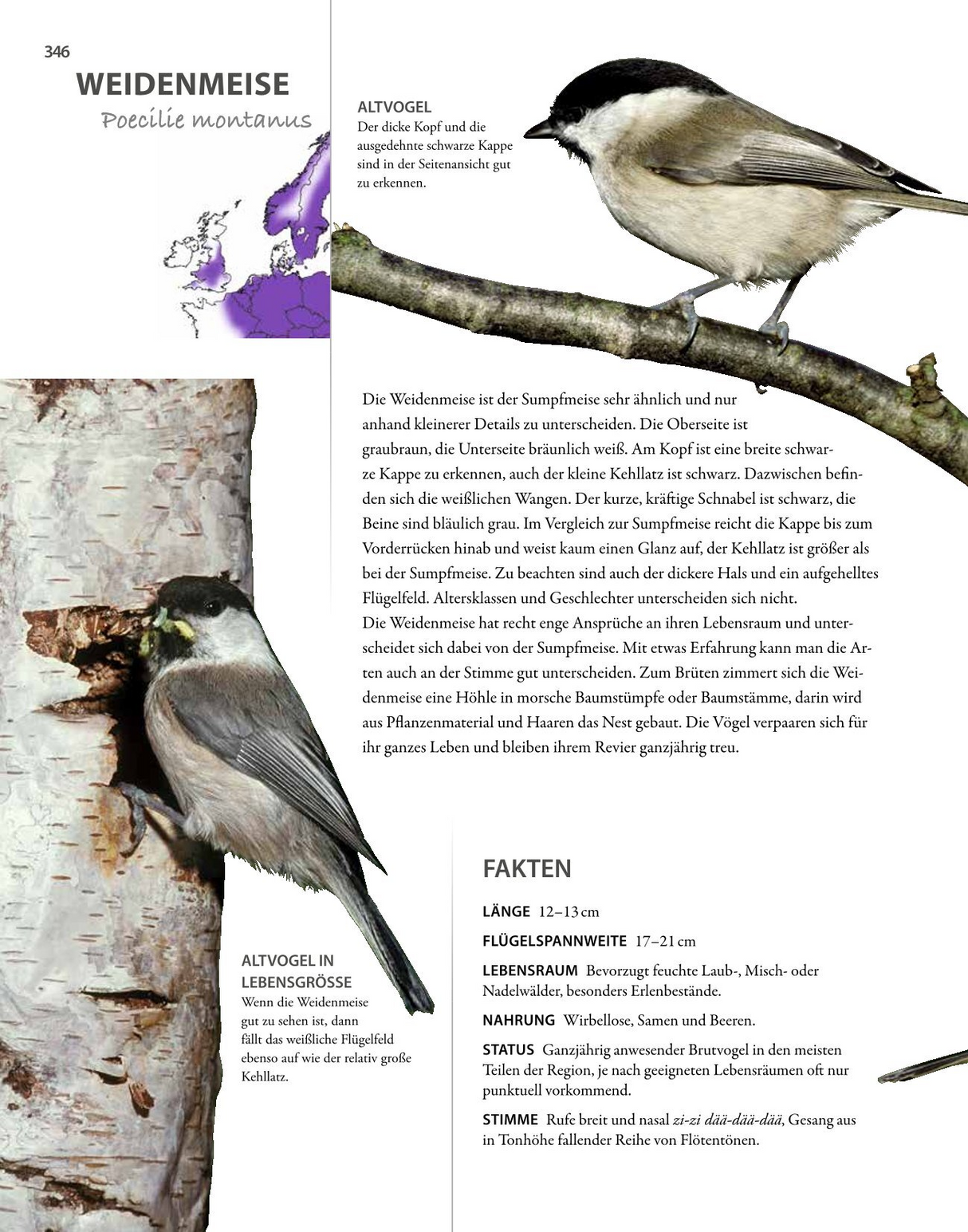 Vögel lebensgroß - Weidenmeise
