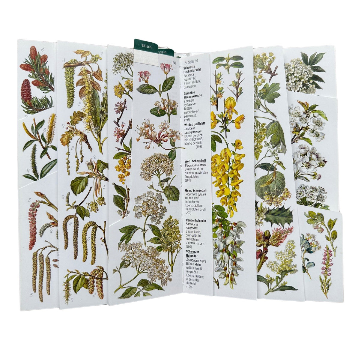 Bestimmungsbuch Wald