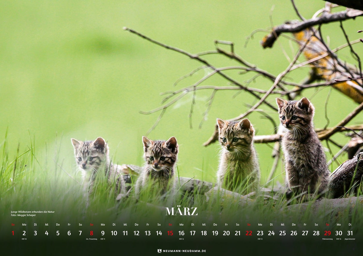 wald und wild 2026 themenkalender