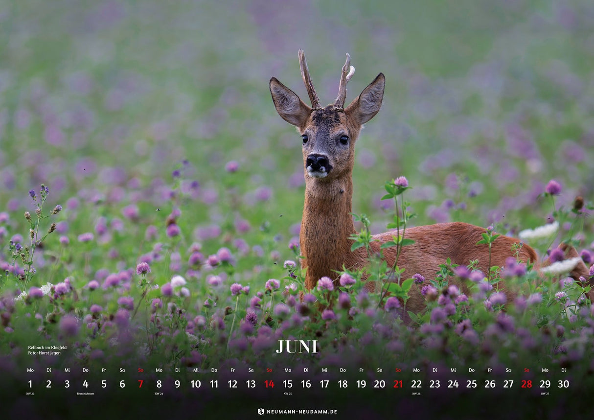 themenkalender wald und wild 2026