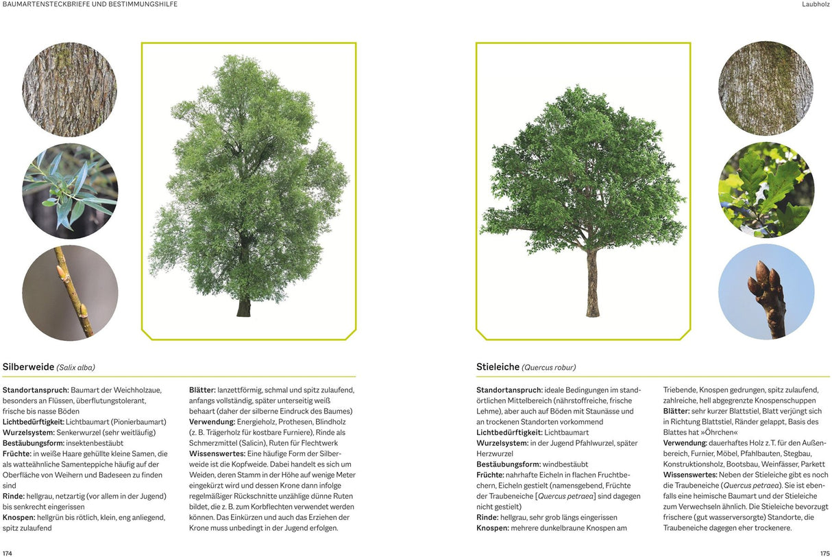 Waldbau fuer jaeger baeume