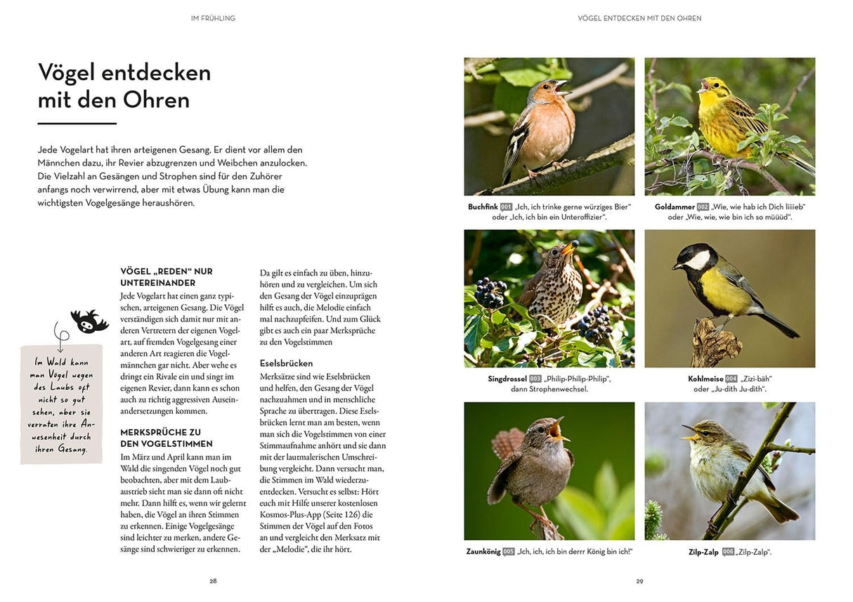 waldglueck voegel bestimmen