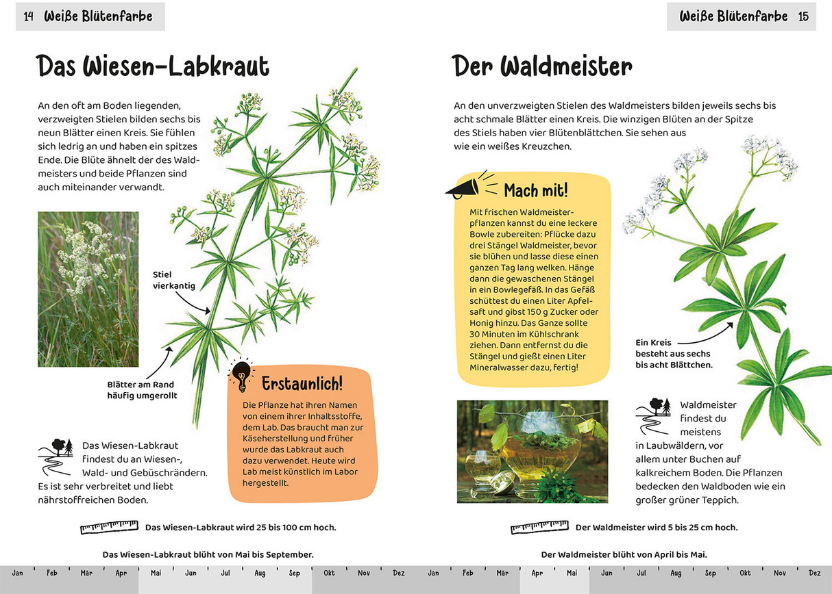 Was blüht denn da? Kindernaturführer - Weiße Blütenfarbe