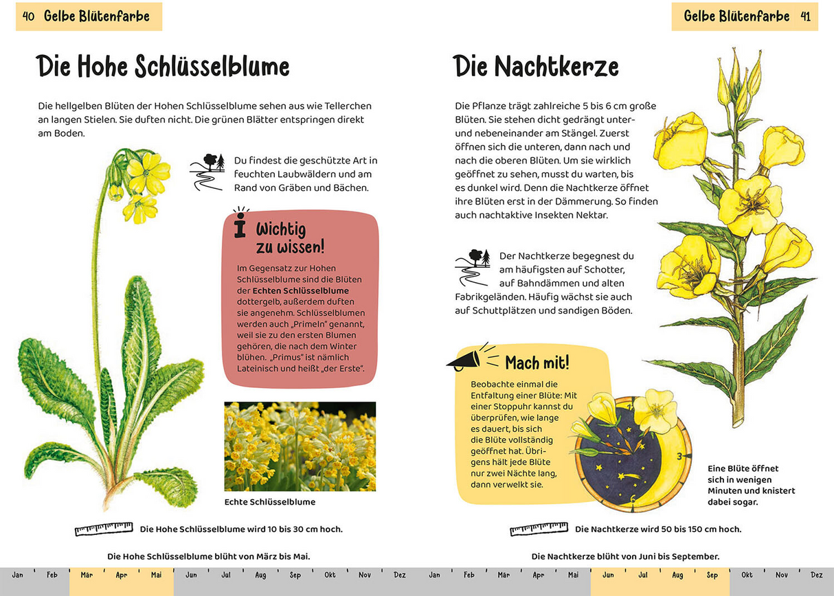Was blüht denn da? Kindernaturführer - Gelbe Blütenfarbe