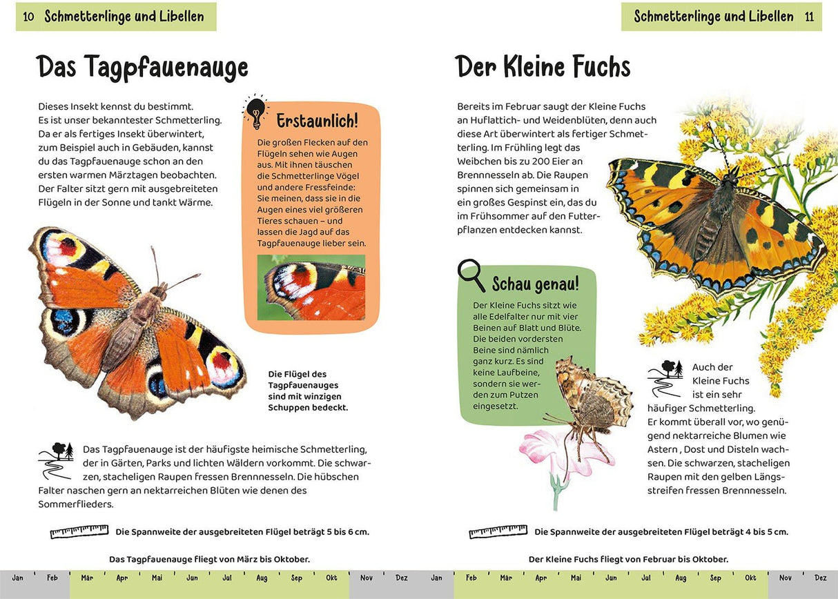 Schmetterlinge und Libellen bestimmen