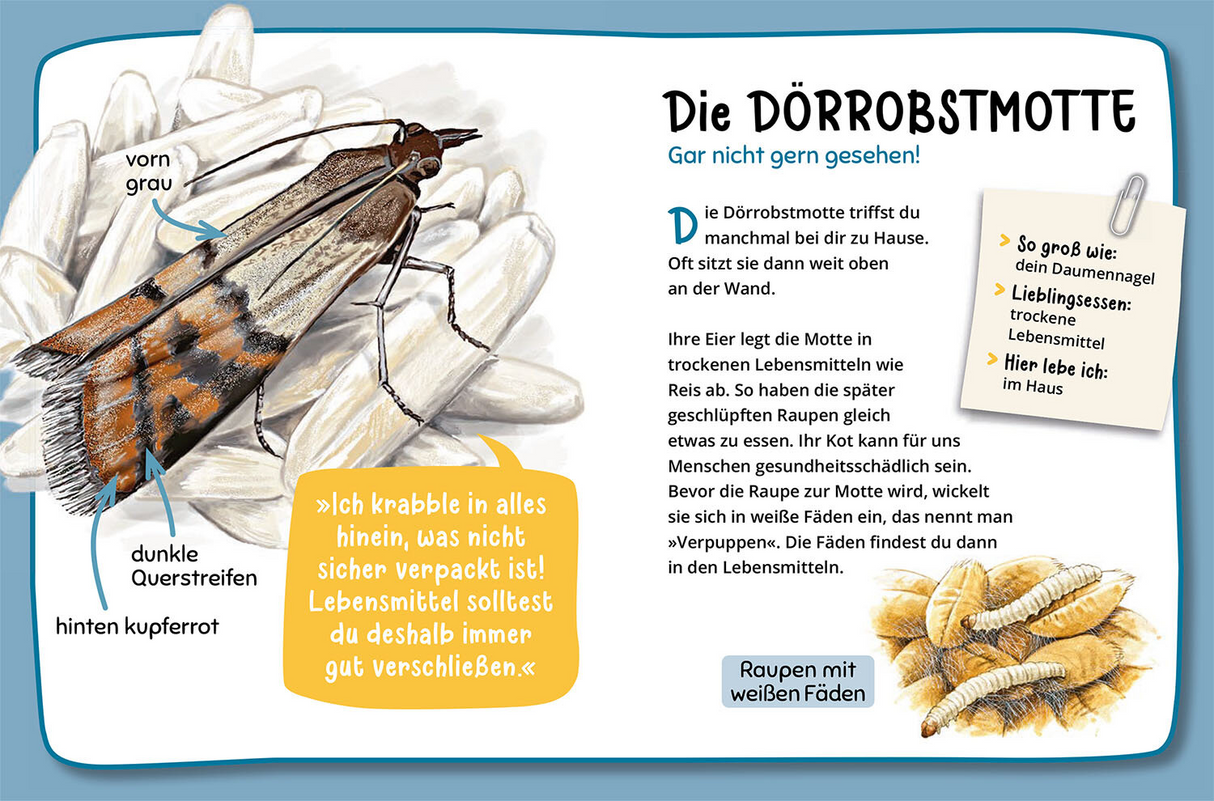 Mein erster Naturführer, Welche Tierspur ist das? - Die Dörrobsmotte
