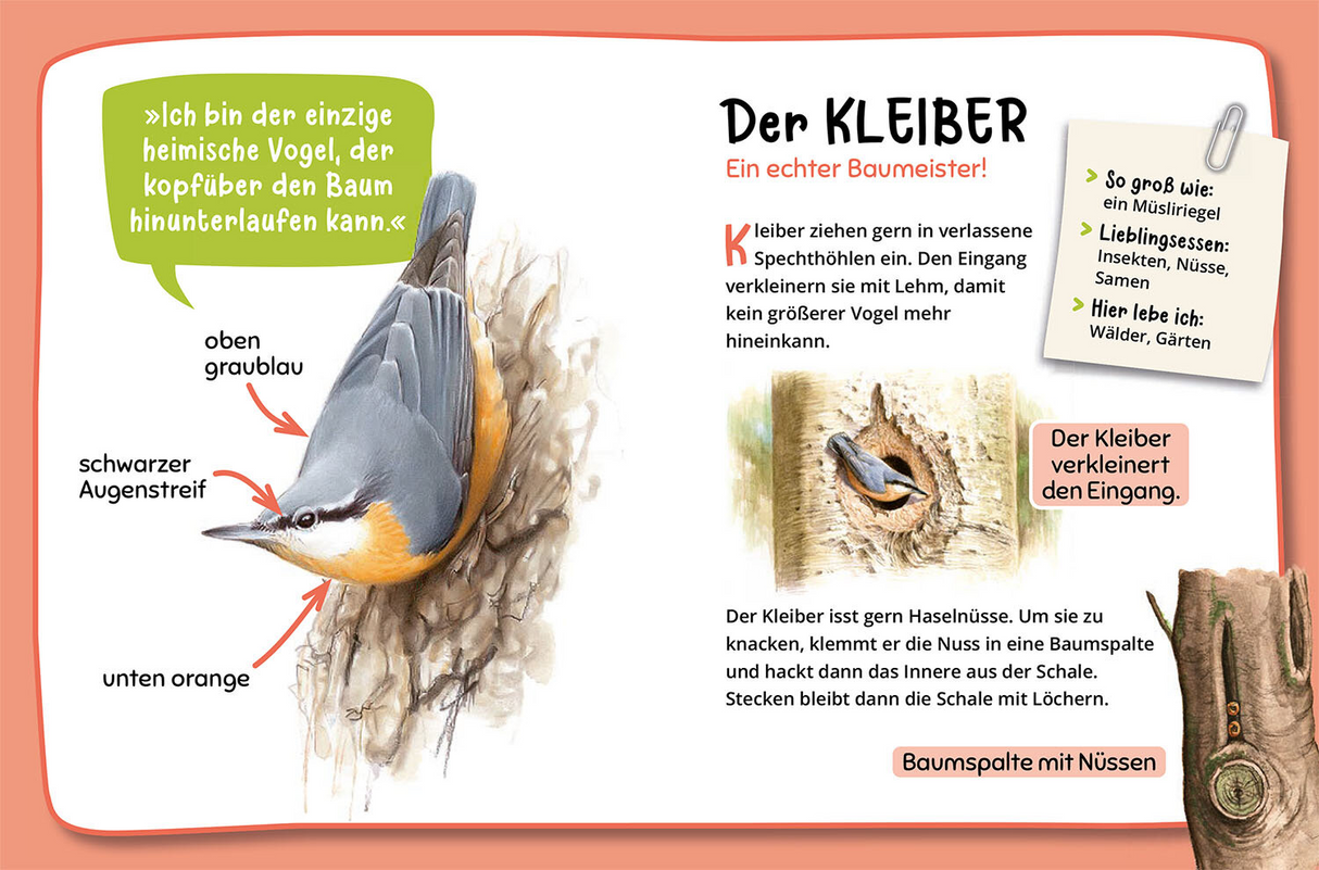 Mein erster Naturführer, Welche Tierspur ist das? - Der Kleiber