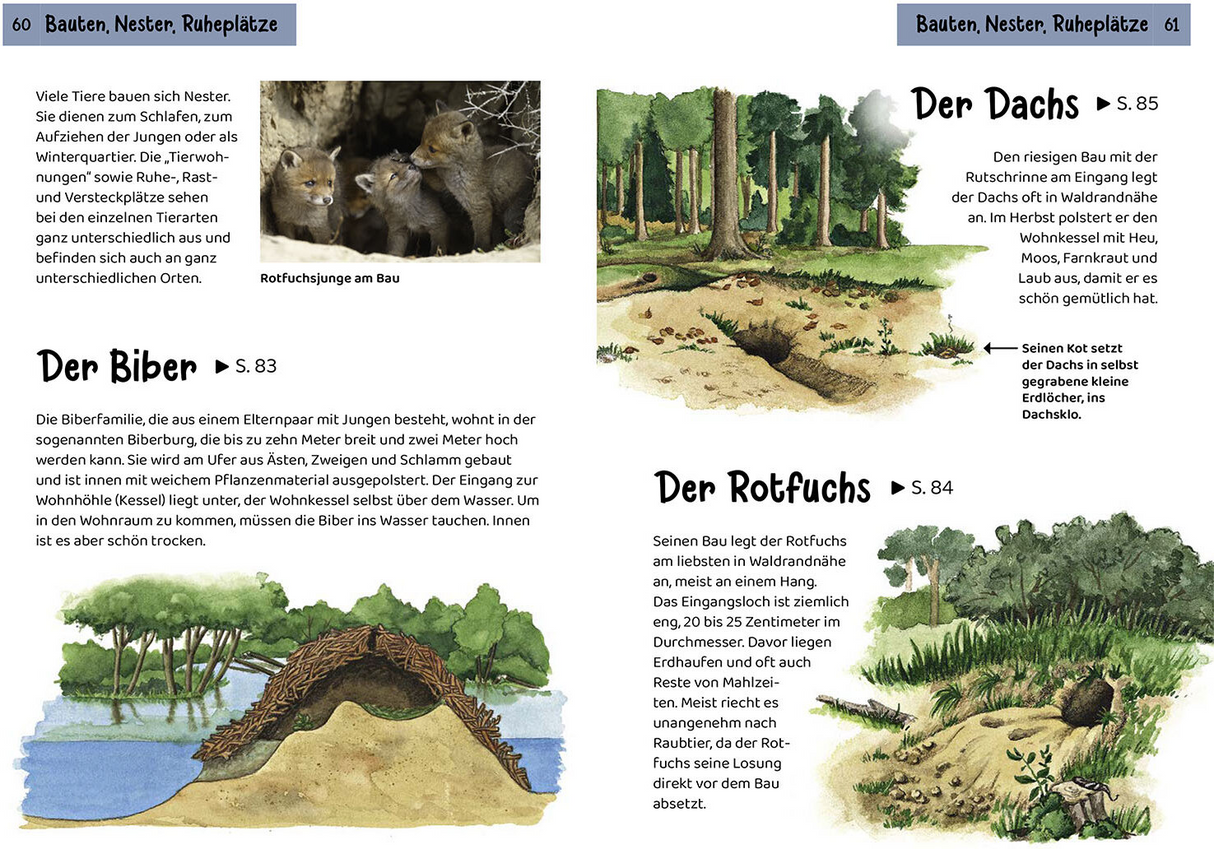 Welche Tierspur ist das? Kindernaturführer - Bauten, Nester, Ruheplätze