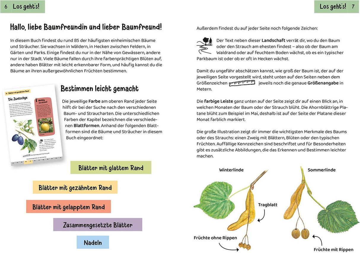 Welcher Baum ist das - Innenansicht