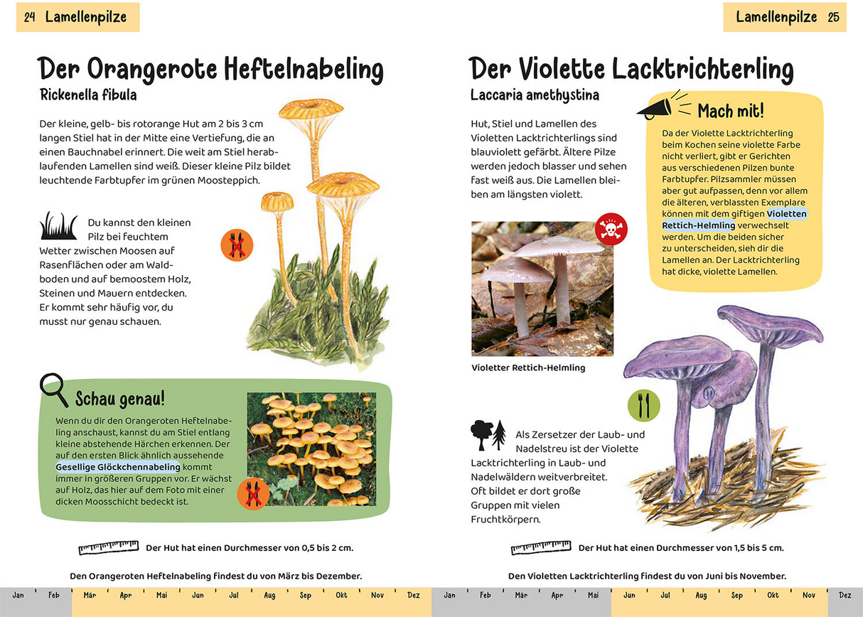 Welcher Pilz ist das? Kindernaturführer - Lamellenpilze
