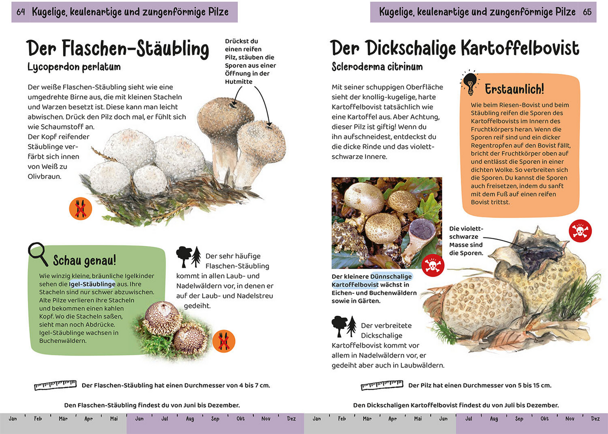 Welcher Pilz ist das? Kindernaturführer - Pilzarten