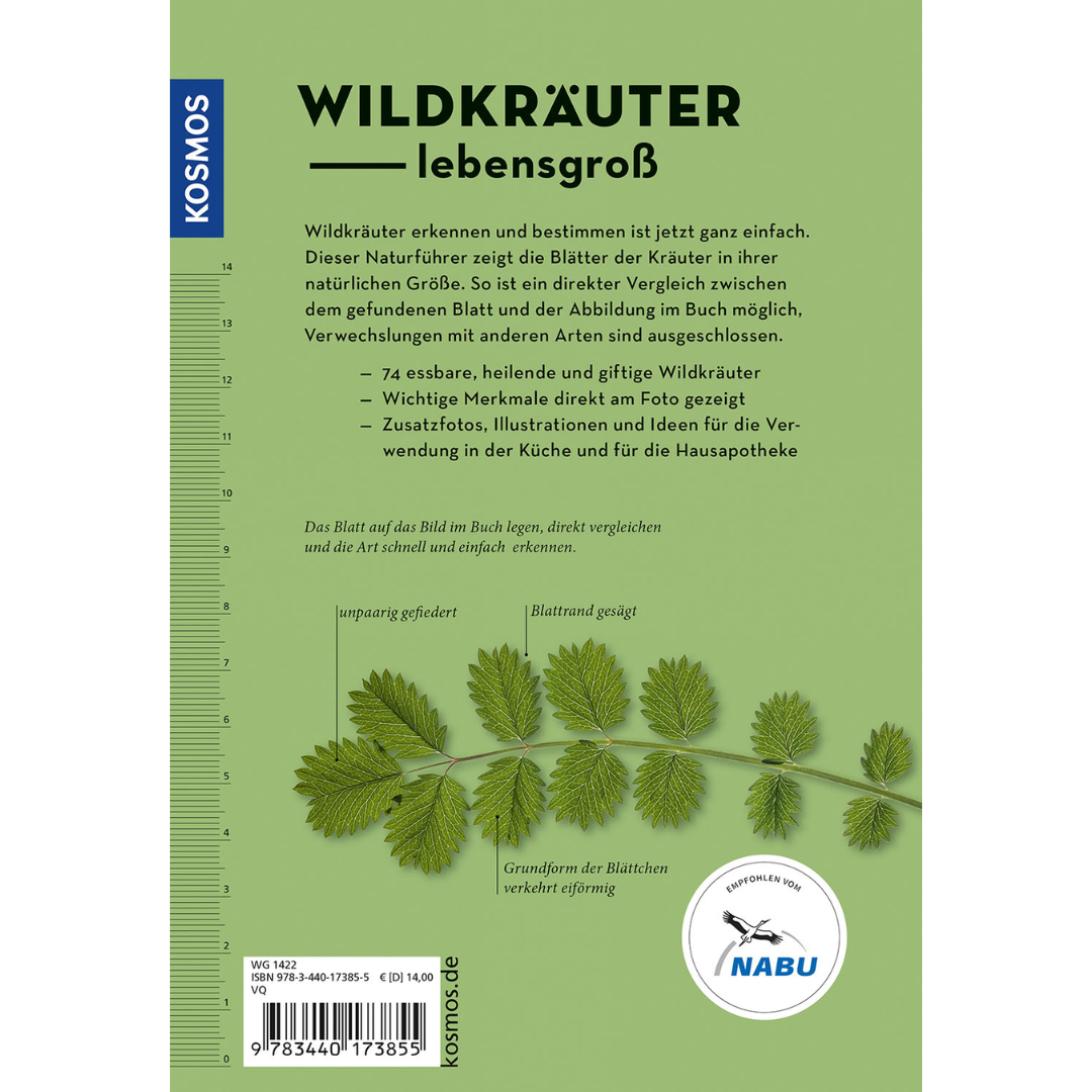 Wildkräuter am Blatt erkennen Backcover