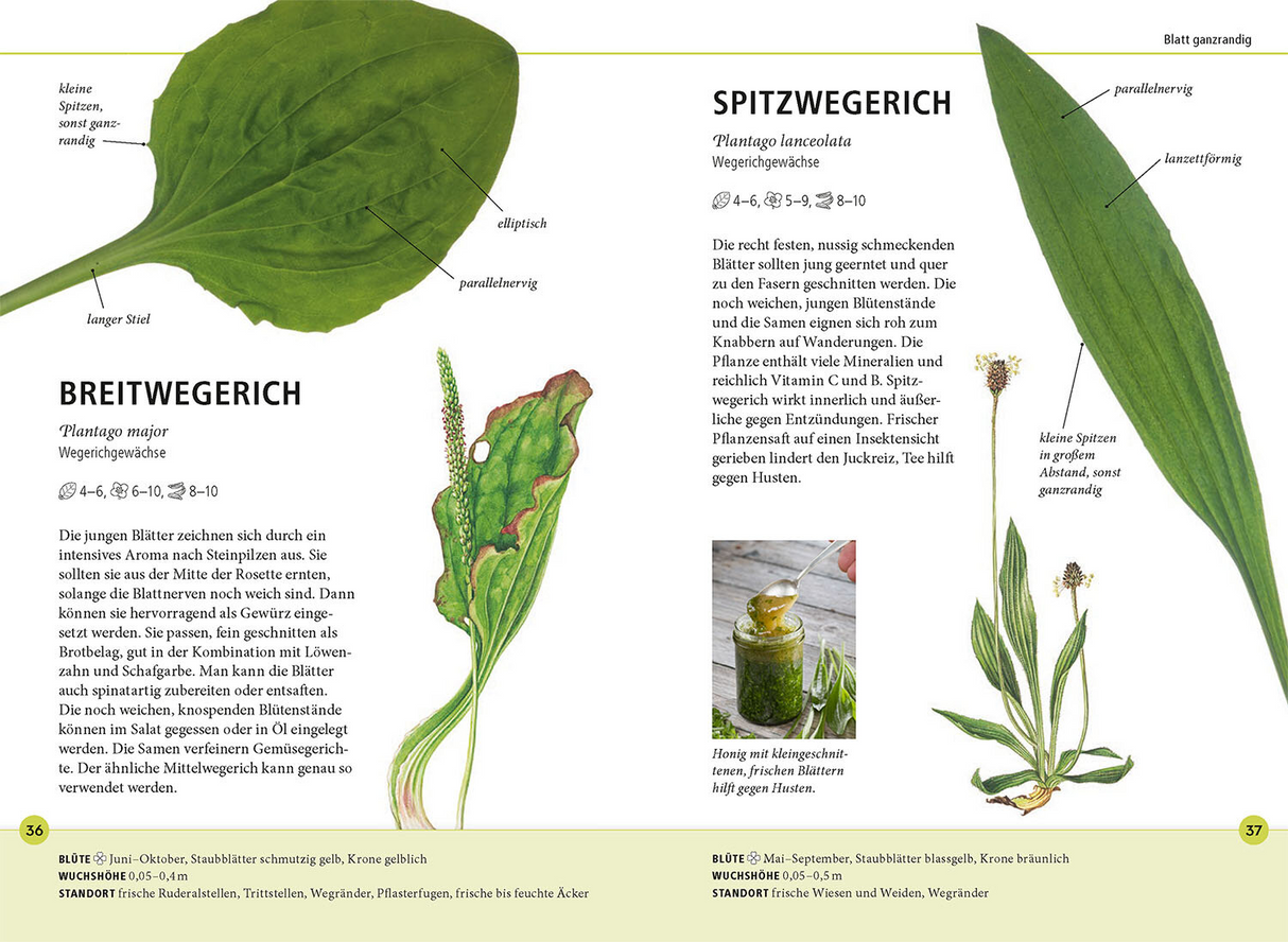 Wildkräuter am Blatt erkennen - Blatt ganzrandig