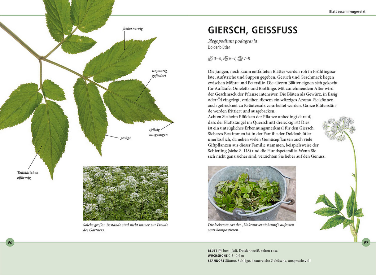 Wildkräuter am Blatt erkennen - Blatt zusammengesetzt