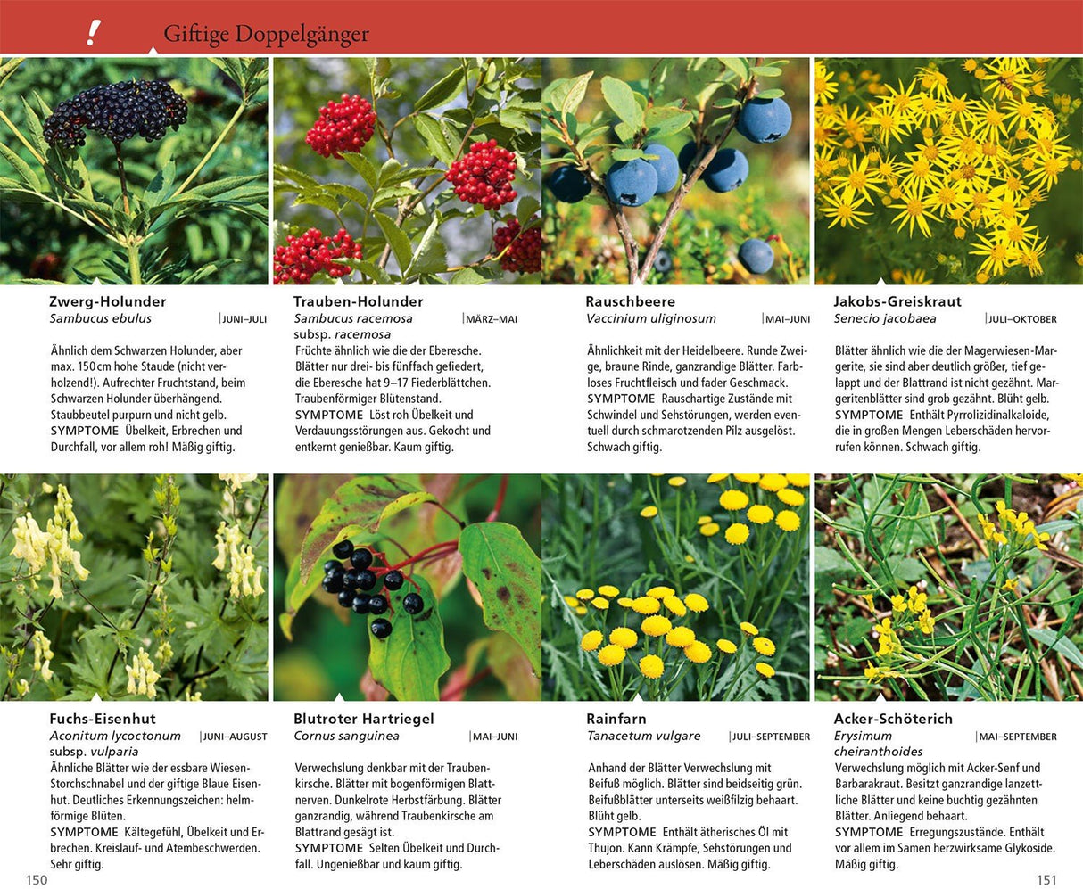 wildbeeren und wildkraeuter kosmos