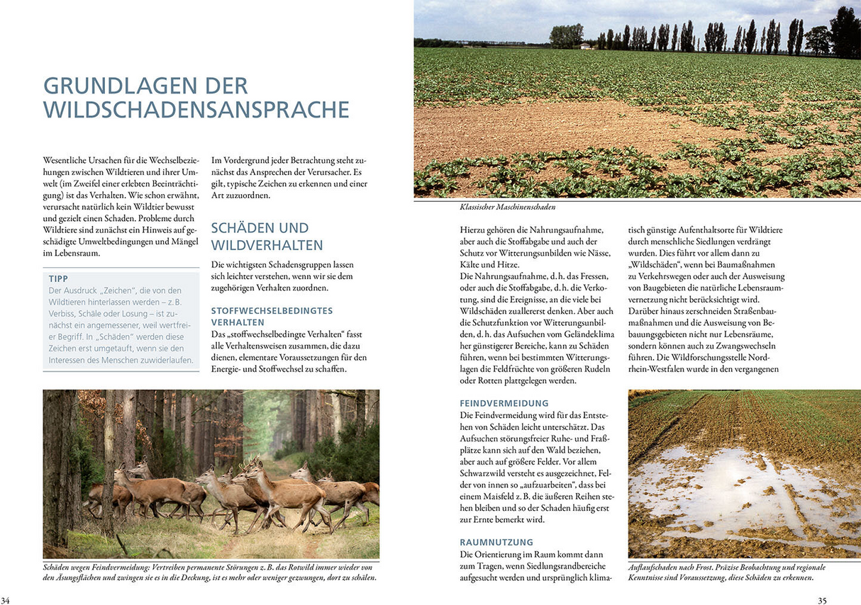 Wildschäden - Grundlagen der Wildschadensansprache