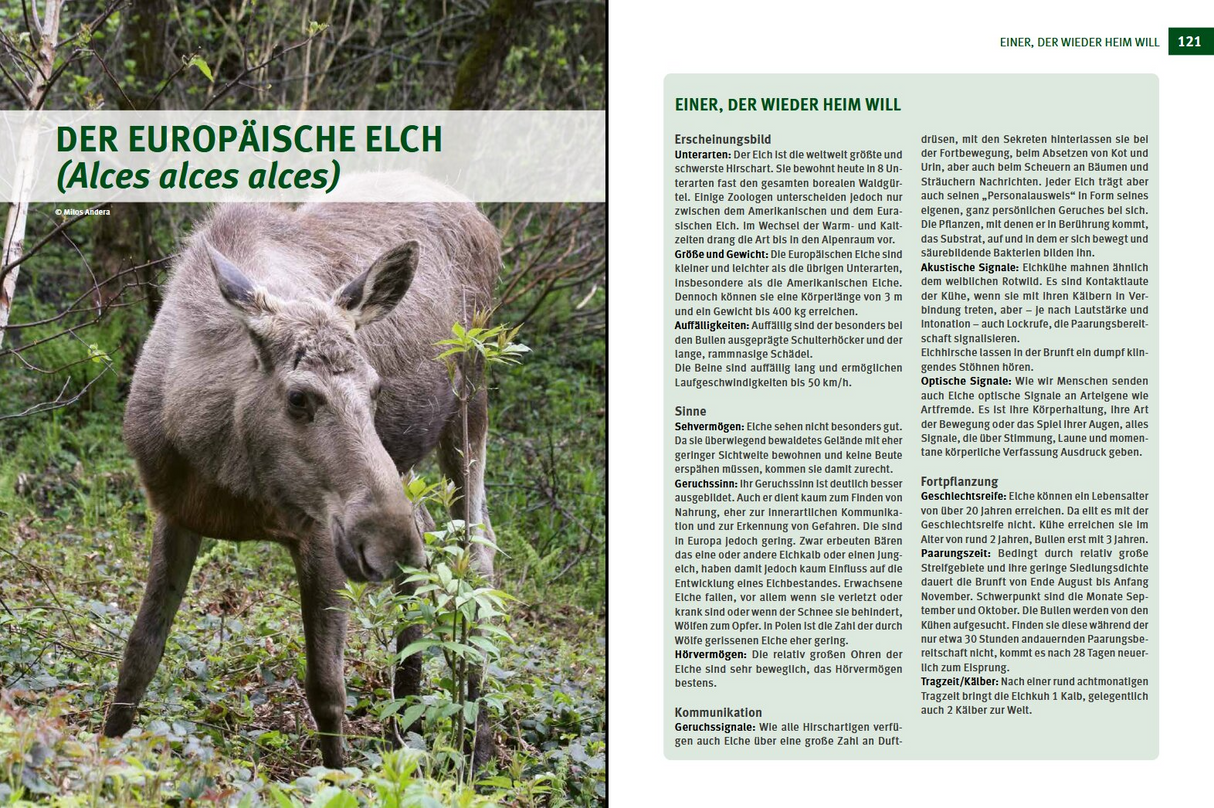 Wildtiere im Fokus - Der Europäische Elch
