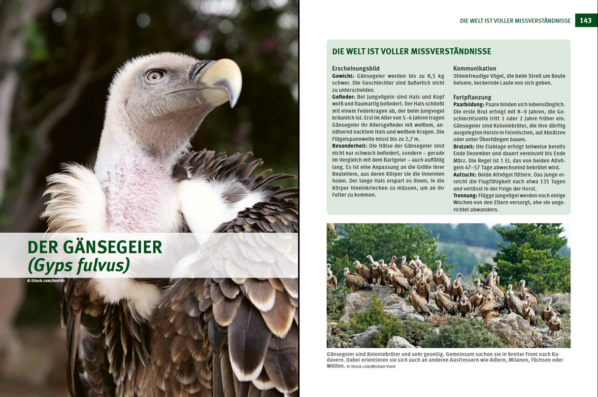 Wildtiere im Fokus - Der Gänsegeiger