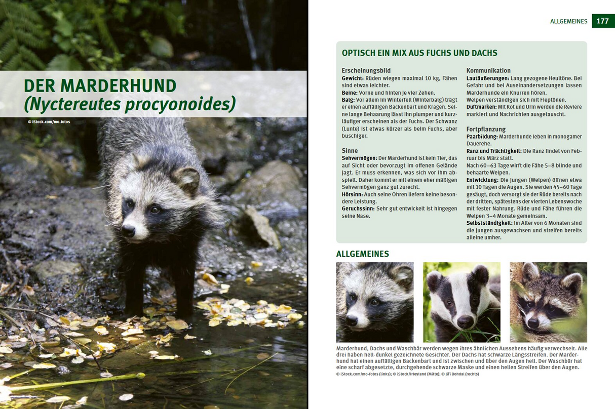 Wildtiere im Fokus - Der Marderhund