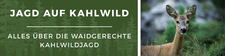 Jagd auf Kahlwild - Alles über die Waidgerechte Kahlwildjagd