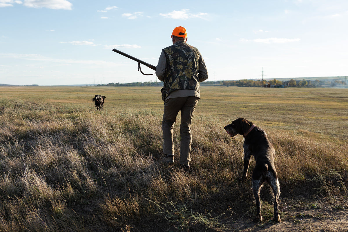 Brauchbarkeitsprüfung beim Jagdhund: Fächer, Ablauf und Vorbereitung