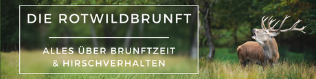 Die Rotwildbrunft – Alles über Brunftzeit und Hirschverhalten
