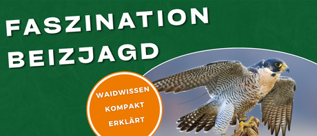 Faszination Beizjagd