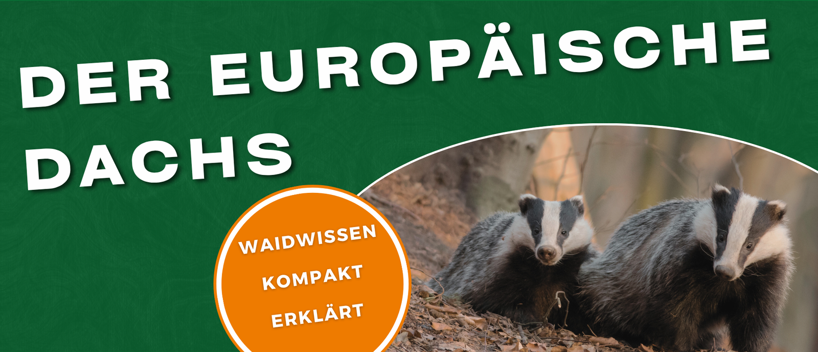 Dachs Steckbrief