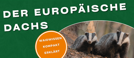 Dachs Steckbrief