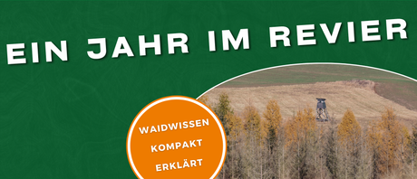 Ein Jahr im Revier: Waidwissen kompakt erklärt