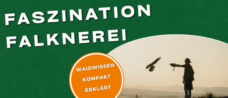Faszination Falknerei: Geschichte, Greifvögel und Falkner Ausbildung