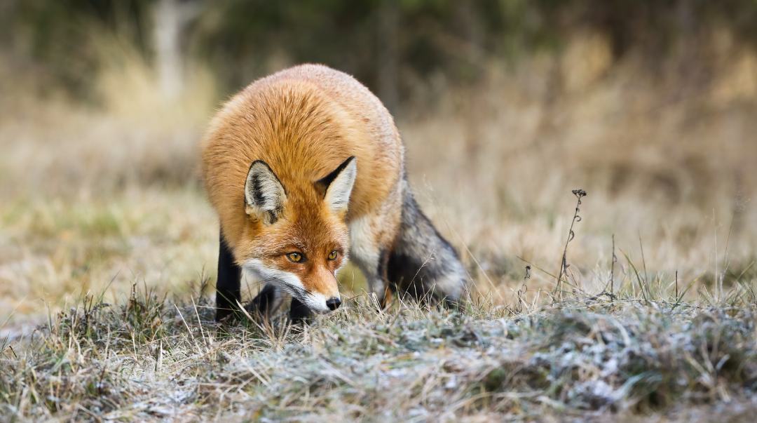 Mauspfeife: Den Fuchs die letzten 50 Meter heranholen