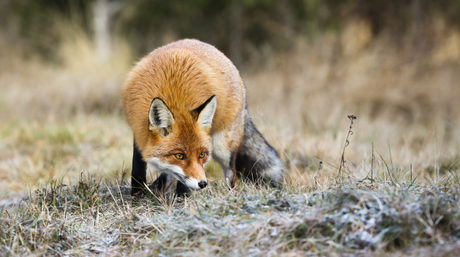 Mauspfeife: Den Fuchs die letzten 50 Meter heranholen