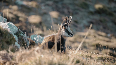 Jagd auf Gamswild