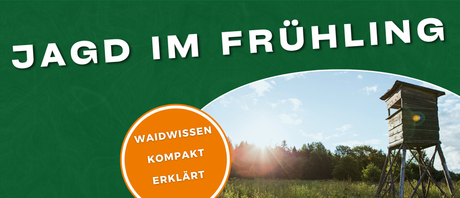 Frühlingshaftes Jagdrevier mit Hochsitz im Wald, Wiese