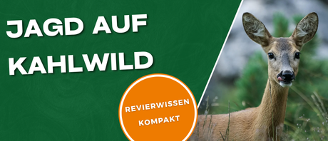 Jagd auf Kahlwild - Alles über die Waidgerechte Kahlwildjagd