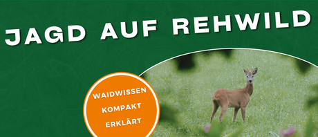 Erfolgreiche Jagd auf Rehwild: Praxis-Leitfaden für Ansitz, Pirsch und Ansprechen