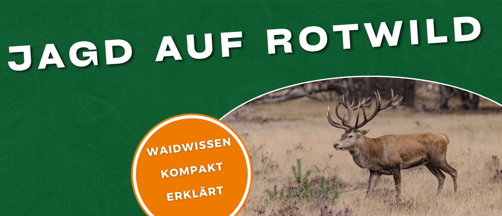 Jagd auf Rotwild