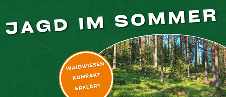 Sommerliches Jagdrevier 